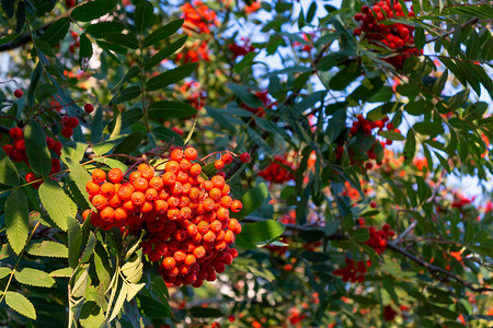 夏末在一棵树上撕红红色的连排龙植物植物群生长衬套荒野团体叶子橙子浆果花梨木背景图片