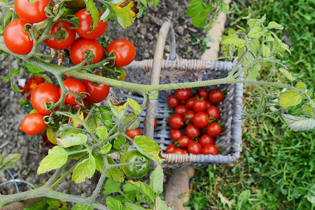 红番茄和绿番茄 在篮子上方的藤蔓上方背景图片