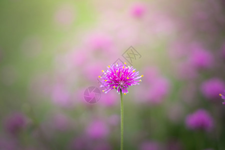 五颜六色的花的背景图片生长紫色花瓣花束宏观季节粉色植物群植物背景图片