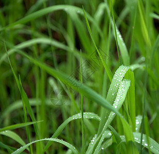 清晨露水滴在绿草的弯曲茎上背景图片