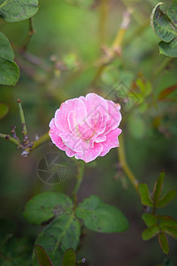 花园里的玫瑰花花瓣情人植物群树叶粉色玫瑰日光绿色背景图片