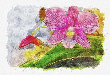 粉红兰花的水彩画风格背景图片