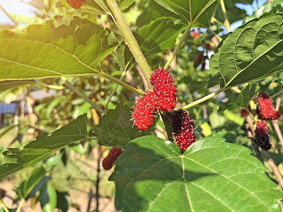 黑莓树已经成熟和尚未成熟的健康条件成熟的木莓水果是p蔬菜紫色篮子浆果果汁种子营养饮食植物桑叶背景