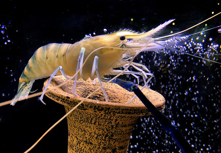 巨型淡水虾或大河虾在罐体中海鲜沼虾美食餐厅贝类甲壳小龙虾奢华龙虾海洋背景图片