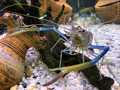 巨型淡水虾或大河虾在罐体中甲壳美食烹饪海鲜厨房工作室奢华美味餐厅海洋背景图片