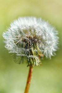 Dandelion 近视 大型摄影种子花园植物群绿色花朵场地白色植物学植物宏观背景图片