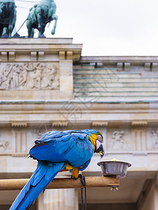 在柏林勃兰登堡门前的鹦鹉纪念碑首都历史旅游建筑旅行城市纪念馆建筑学目的地背景图片