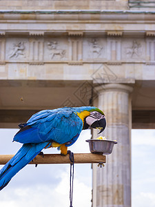 在柏林勃兰登堡门前的鹦鹉纪念碑色彩建筑学文化旅游首都旅行目的地眼睛蓝色背景图片