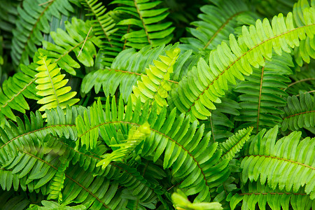 绿叶纹理背景绿色淅沥墙纸植物植物学叶子绿色植物树叶生活生长宏观蕨类背景