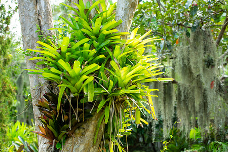 扎科潘热带的凤梨科植物凤梨植物学树叶情调花瓣菠萝叶子花园异国生长背景