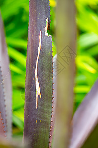 凤梨科植物中的刺凤梨花园生长树叶墙纸花瓣美丽菠萝热带情调背景图片