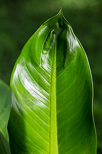 万年青叶绿叶花纹生活植物学植物群斑点热带生长花园树叶森林叶子背景图片