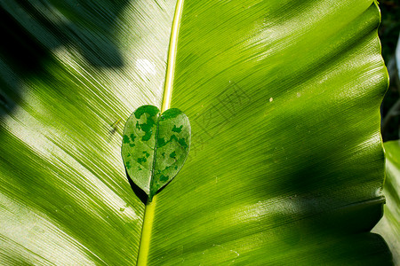 绿叶背景上的心叶形状特写你阴影阳光叶子问候语庆典生活婚礼墙纸绿色植物树叶背景图片
