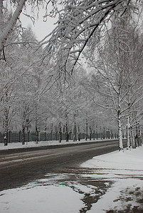 城市中清雪白色木头公园季节场景天气小路树木森林背景图片