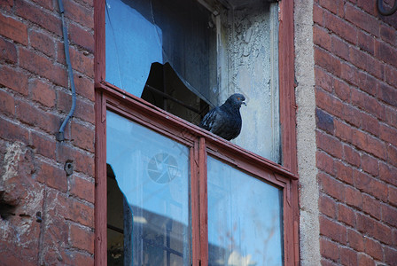 坐在窗户上窗户上孤独的鸽子 旧红砖楼玻璃破碎红色城市木头框架建筑建筑学白色房子反射背景