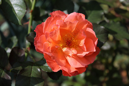 花园里的红玫瑰红色观赏植物明信片宏观问候结婚日繁荣玫瑰玫瑰花瓣背景图片