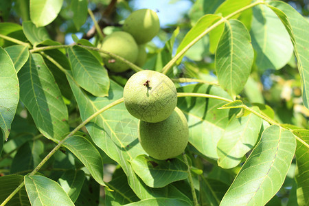 胡桃树上的胡桃子水果收获叶子素食树叶收成坚果核桃叶绿色花园背景图片