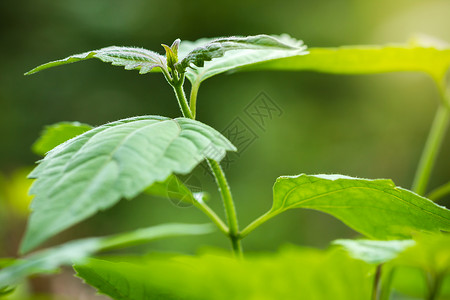 痛苦的灌木或刺片杂草和晨光 特写并复制高清图片