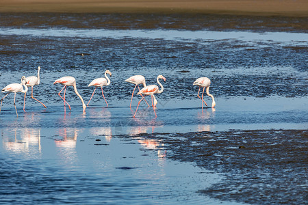 纳米比亚沃尔维斯湾殖民地成人栖息地海岸荒野团体家庭动物钓鱼纳米布环境背景