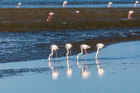 纳米比亚沃尔维斯湾殖民地钓鱼动物家庭环境海岸团体野生动物成人湿地荒野背景