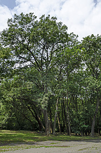 自然老西部公园落叶林夏季自然景观高清图片