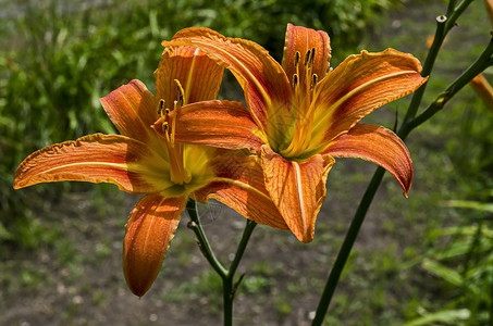 百合垫芽样片苏菲亚高清图片