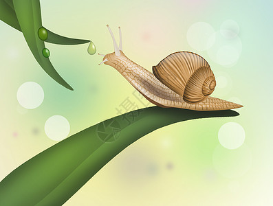 柳树上的蜗牛房子插图花朵天性季节草地叶子背景图片