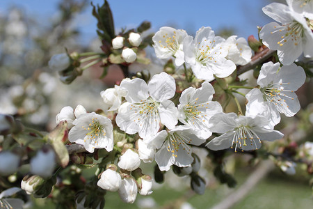 春天的樱花花朵植物群晴天果树问候树枝花园白花太阳植物背景图片