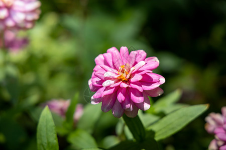 五颜六色的花的背景图片花束粉色生长紫色植物群植物季节宏观花瓣背景图片