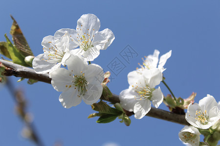春天的樱花晴天花园花海树枝设计天空宏观白花季节植物群背景图片