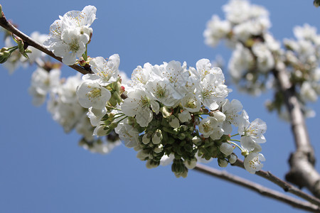 春天的樱花树枝明信片果树花海植物学晴天花朵白花天空蓝天背景图片
