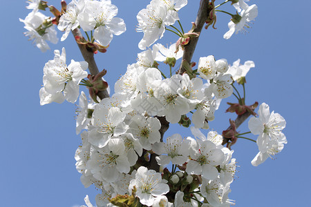 春天的樱花设计晴天植物树枝植物学花朵蓝天花海明信片阳光背景图片