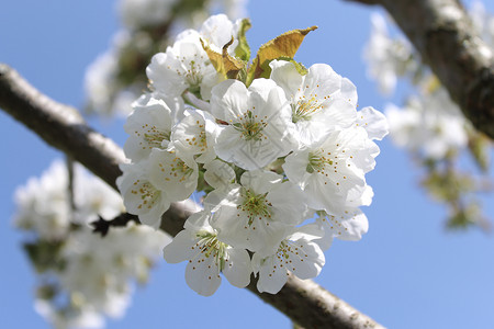 春天的樱花天空蓝天明信片太阳蓝色果树宏观阳光花海植物群背景图片