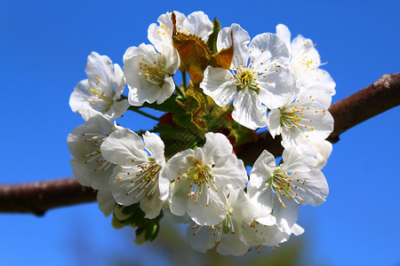 春天的樱花植物树枝蓝天季节白花问候花园天空宏观植物学背景图片