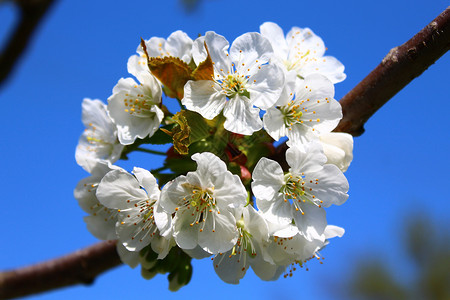 春天的樱花植物学晴天花海宏观果树花朵太阳白花蓝色问候背景图片