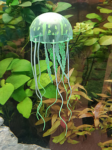 赤月水母绿色海月月水母背景