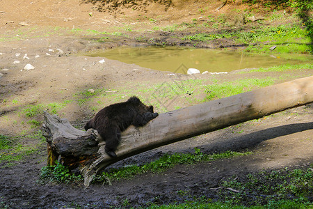 睡觉的小灰熊熊在午餐时躺在小草地的木头上 野兽睡觉女性公园倾斜衬套哺乳动物地面荒野动物园危险警报背景