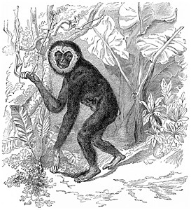 Gibbon 古代雕刻高清图片