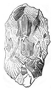 雕刻领域的粪化石背景图片
