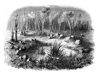 平波森林中被称为梅林墓的石环圆高清图片