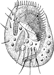 原生动物它制作图案滴虫白色眼虫雕刻插图黑色绘画单细胞艺术纤毛虫插画