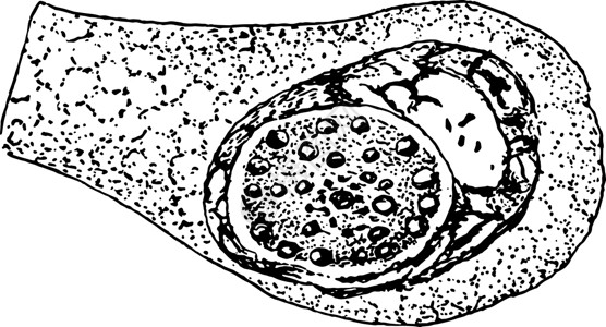 的形成原虫疾病细胞艺术动物黑色绘画雕刻插图白色背景图片