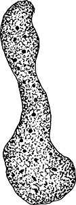 古代插图绘画黑色变形单细胞鳟鱼生物白色艺术雕刻背景图片