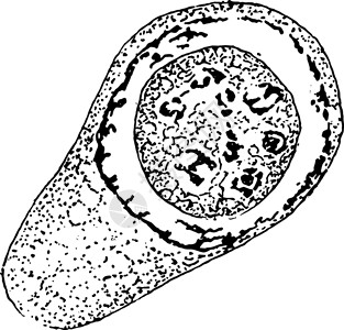 艾于兰峡湾出现于古老的Nucleus插画