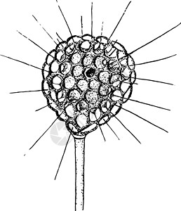 古代插图雕刻绘画单细胞生物黑色白色艺术背景图片