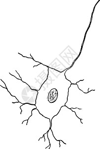 神经细胞复古它制作图案白色艺术黑色插图绘画雕刻插画