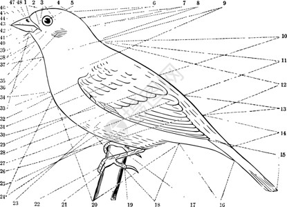 鸟的地形 陈年插图背景图片