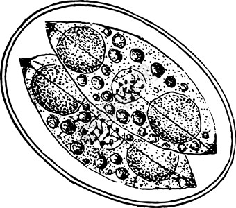 关于两个孢子母细胞的胶囊的形成复古插图背景图片