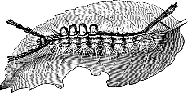 白色标记的草丛毛毛虫复古插图高清图片