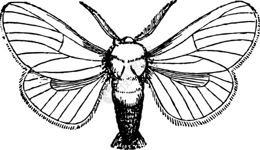 复古插画艺术破坏性雕刻插图树木黑色白色绘画图片